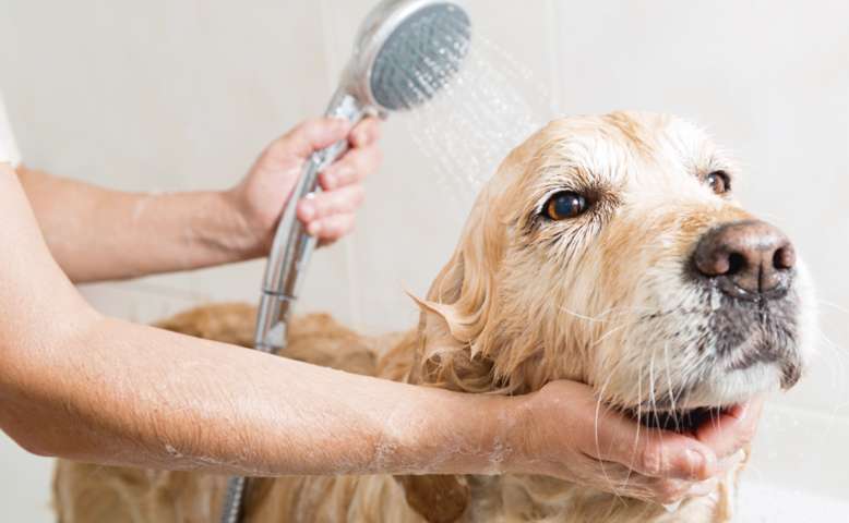 Como debes bañar a tu perro 