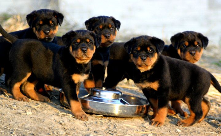 Cuál es la alimentación adecuada de un cachorro