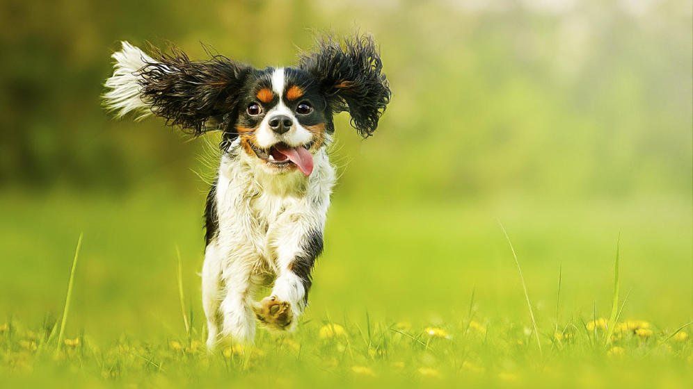 Cuantos días a la semana se recomienda sacar a pasear a mi perro