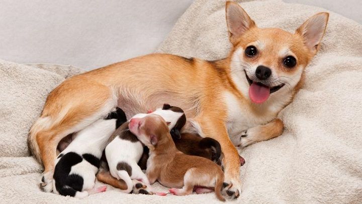 Cuidados de una perra en su gestación y parto