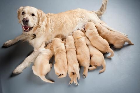 Cuál es la alimentación adecuada de un cachorro leche materna