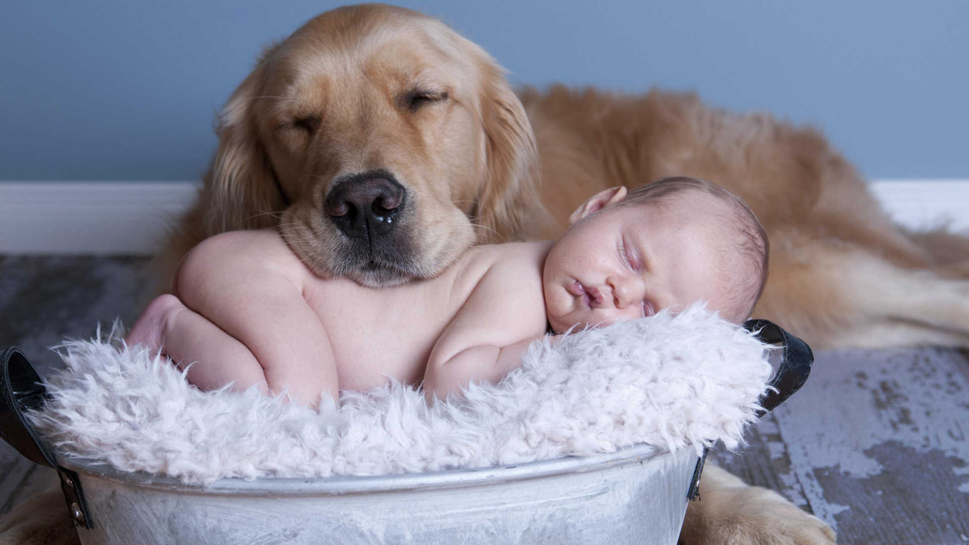 Cuál es la mejor raza de perro para los niños