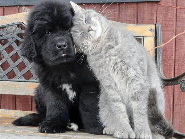 Cuál es mejor mascota, el perro o el gato