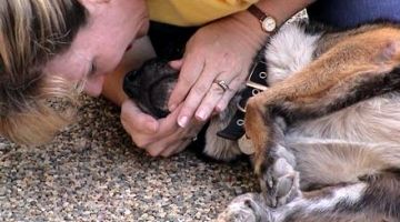 Cómo dar los primeros auxilios a mi mascota RCP