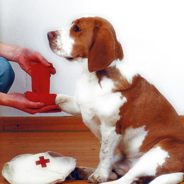 Cómo dar los primeros auxilios a mi mascota verificar fracturas