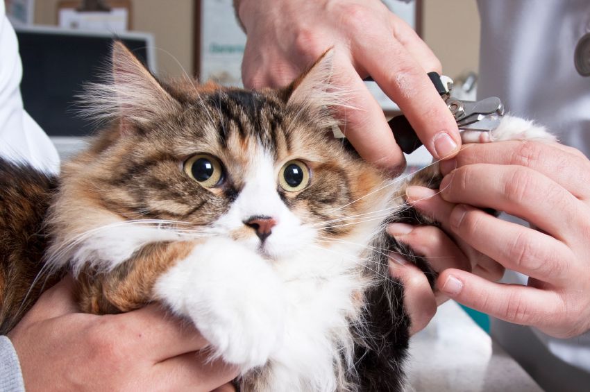 Cómo debo cortarle las uñas a mi gato recomendaciones