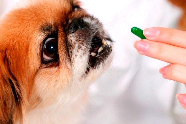 Cómo desparasitar a tu perro con pastilla