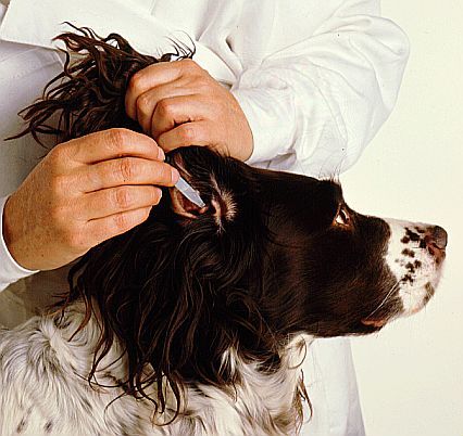 Cómo limpiar las orejas de tu perro paso 2