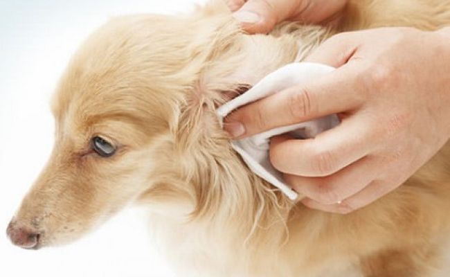 Cómo limpiar las orejas de tu perro paso 3 y 4