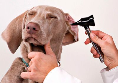 Cómo limpiar las orejas de tu perro paso 1