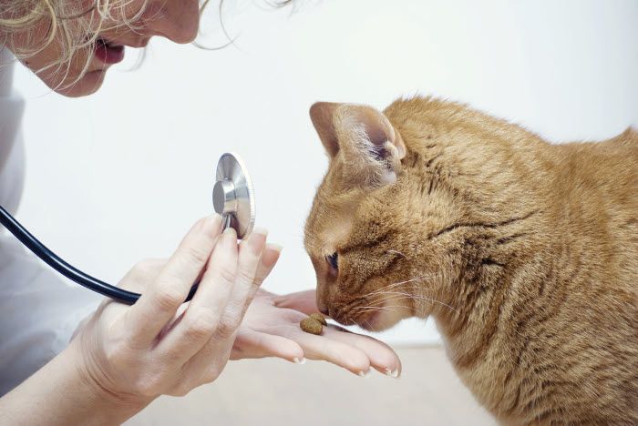 Enfermedades comunes en los gatos