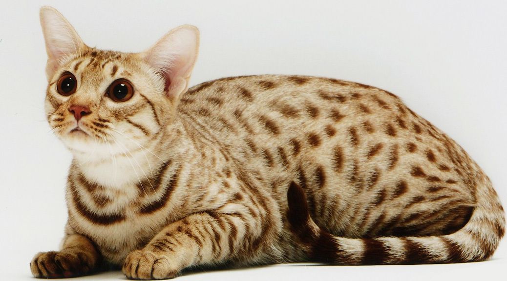 Ocicat