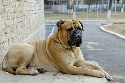 10 Razas de perros para excelentes guardianes