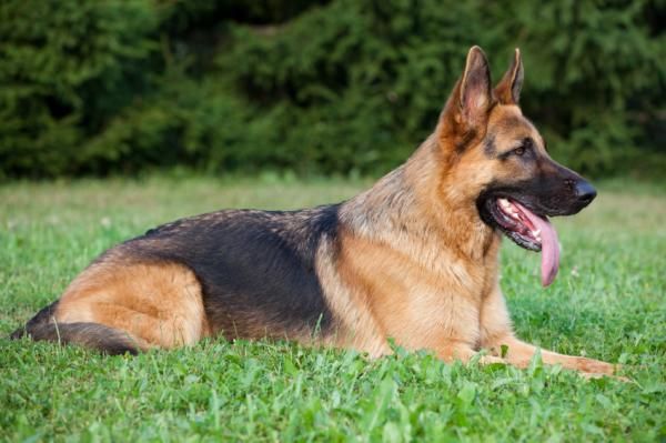 10 Razas de perros para excelentes guardianes