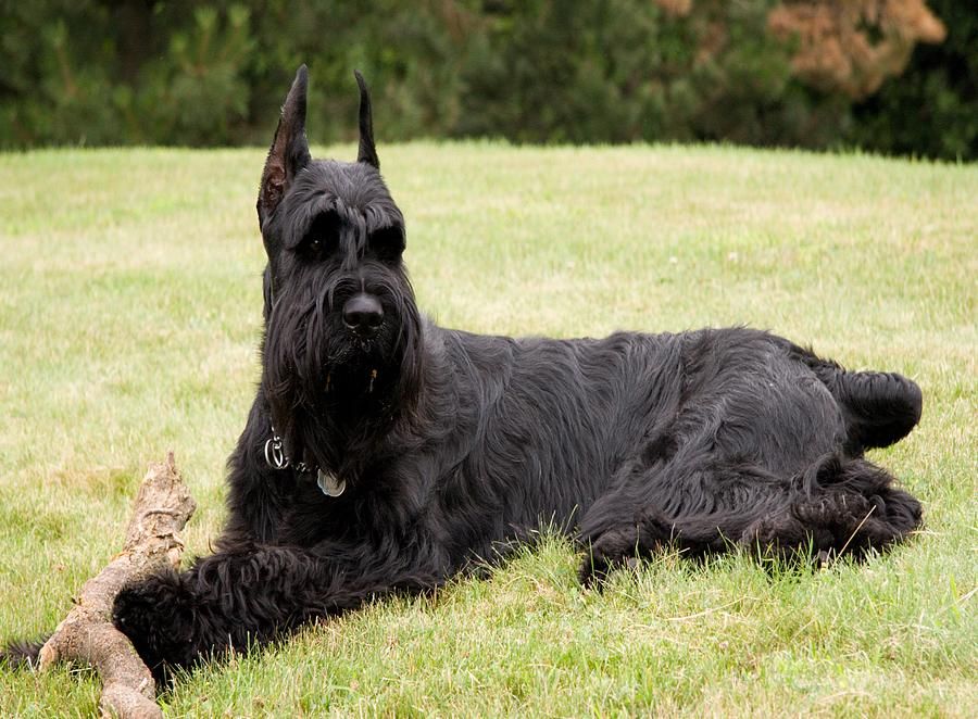 10 Razas de perros para excelentes guardianes