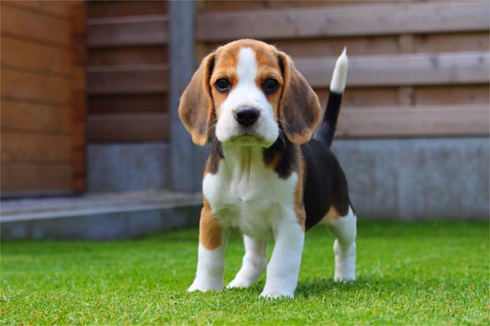 Razas más amigables de perros Beagle