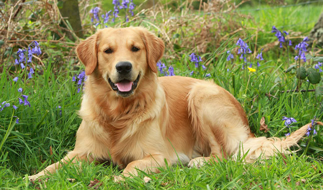 Razas más amigables de perros golden Retriever