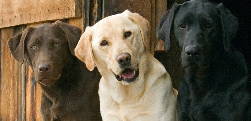 Razas más amigables de perros labrador retriever