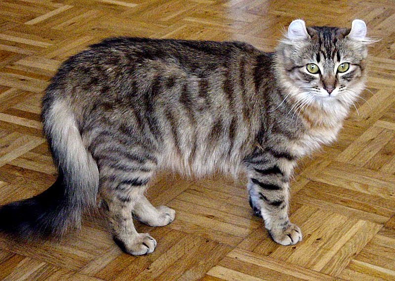 Razas más conocidas de gatos Bobtail americano