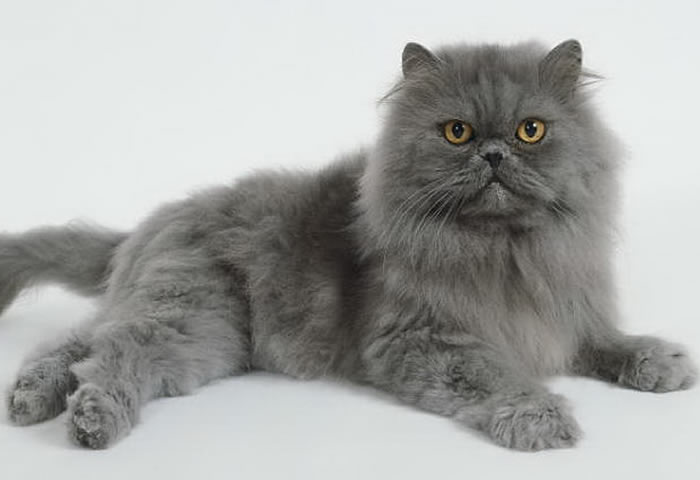 Razas más conocidas de gatos Persa