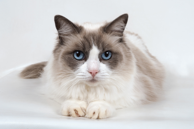 Razas más conocidas de gatos Ragdoll cat