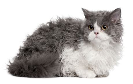 Selkirk Rex raza de gato