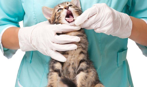 Cómo curar un gato con rabia