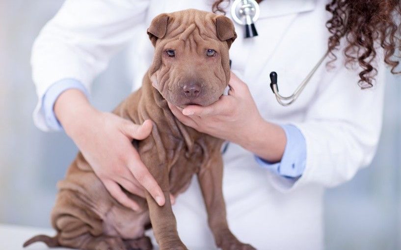 A los cuántos días se debe de vacunar por primera vez a un perrito