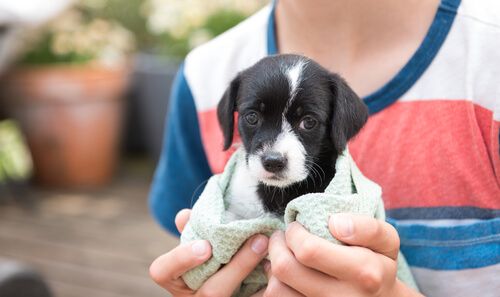 Adopte un cachorro ¿Qué sigue después?