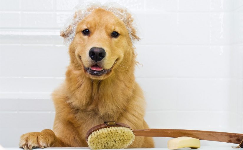 Cómo debes bañar a tu perro