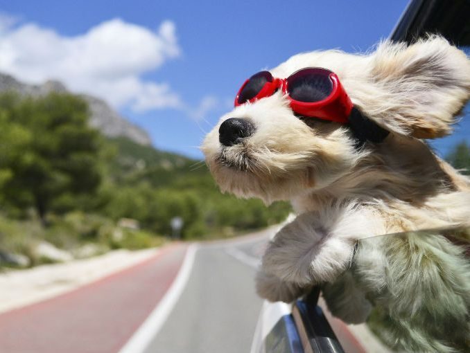 Cuidados a tener para llevar de viaje a tu mascota