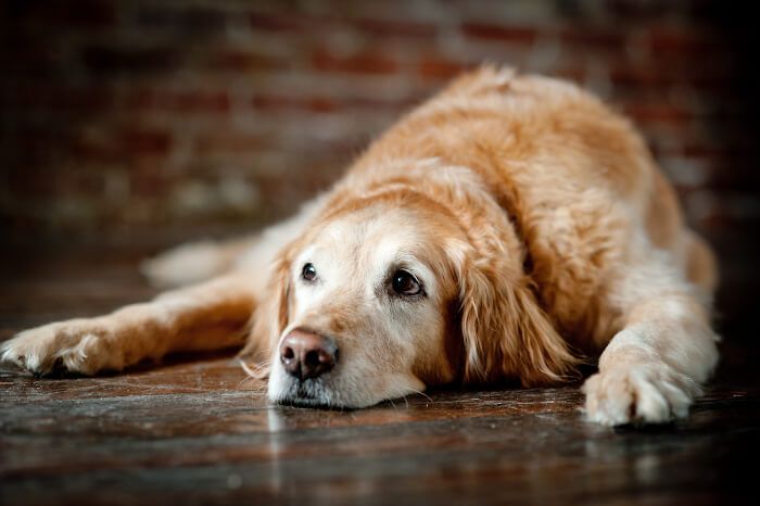 ¿Cuánto tiempo vive un perro?