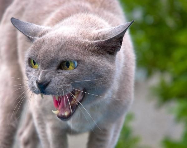 Cómo curar un gato con rabia