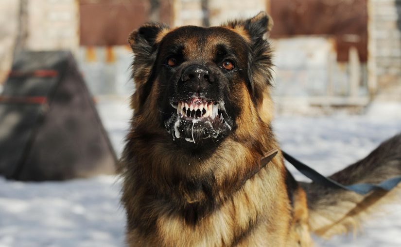 Cómo curar un perro con rabia