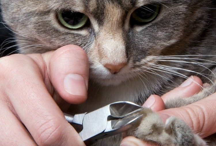 Cómo debo cortarle las uñas a mi gato