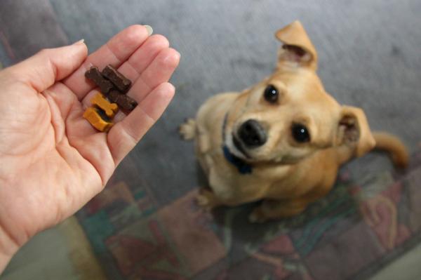 Cómo enseñar a tu perro a no hacer sus necesidades en la casa