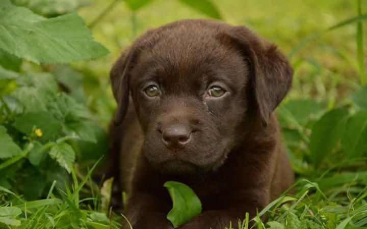 Cómo saber si mi cachorro tiene Distemper