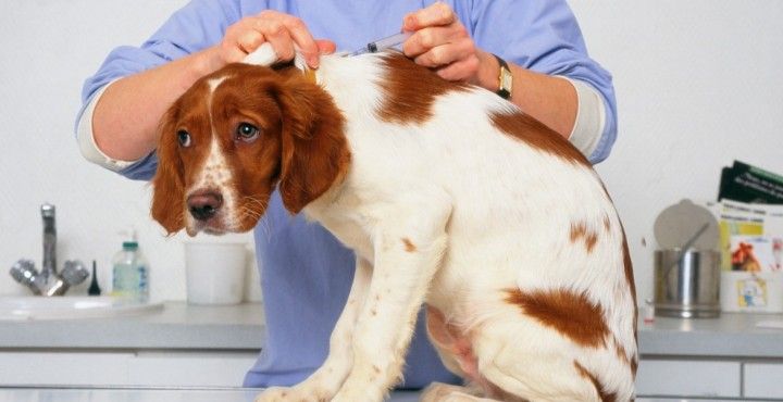 Enfermedades comunes en los perros