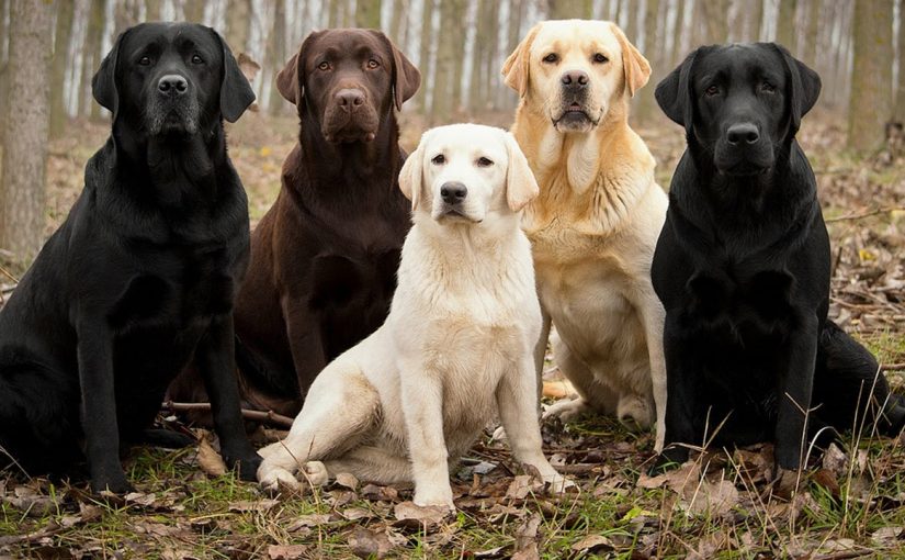 Cuál es la mejor raza de perro para los niños