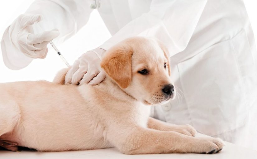 Pasos para la vacunación en los perros