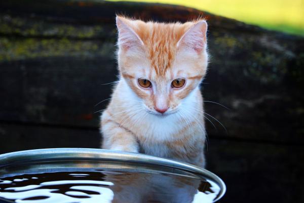 Qué cantidad de agua debe beber un gato