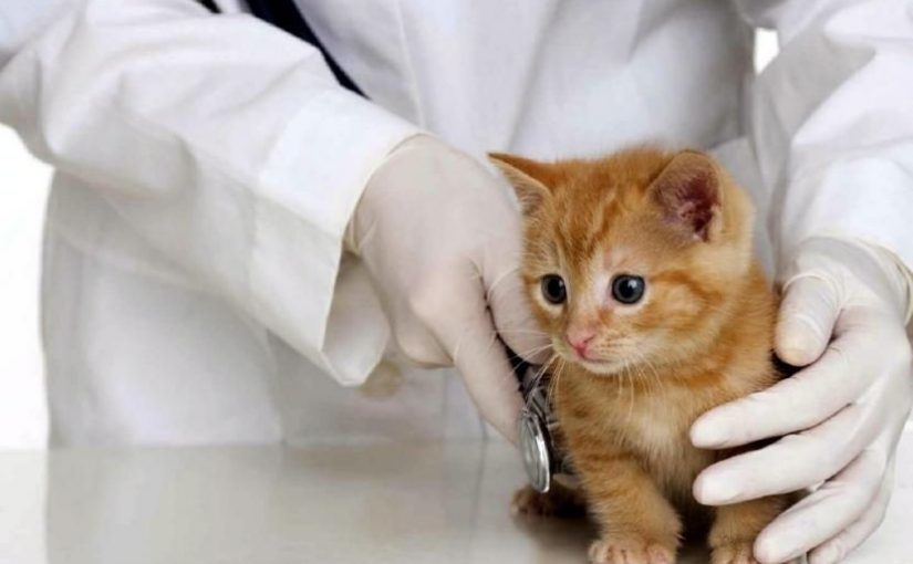 A los cuántos días se debe de vacunar por primera vez a un gatito
