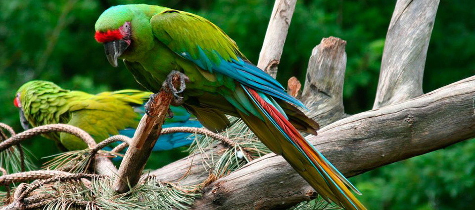 Guacamaya Militar Venezolana imagen