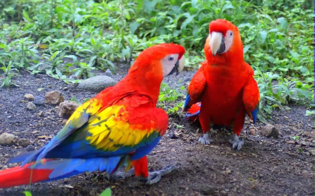 Guacamaya macao imagen 1