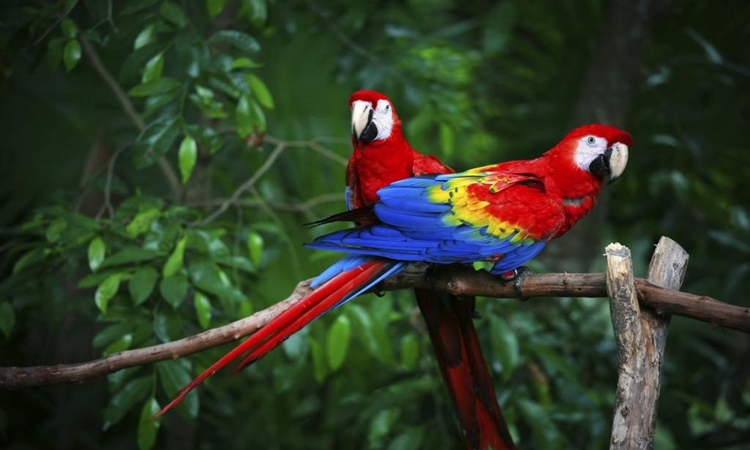 Guacamaya macao imagen 3