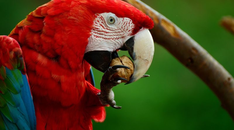 Guacamayo aliverde imagen