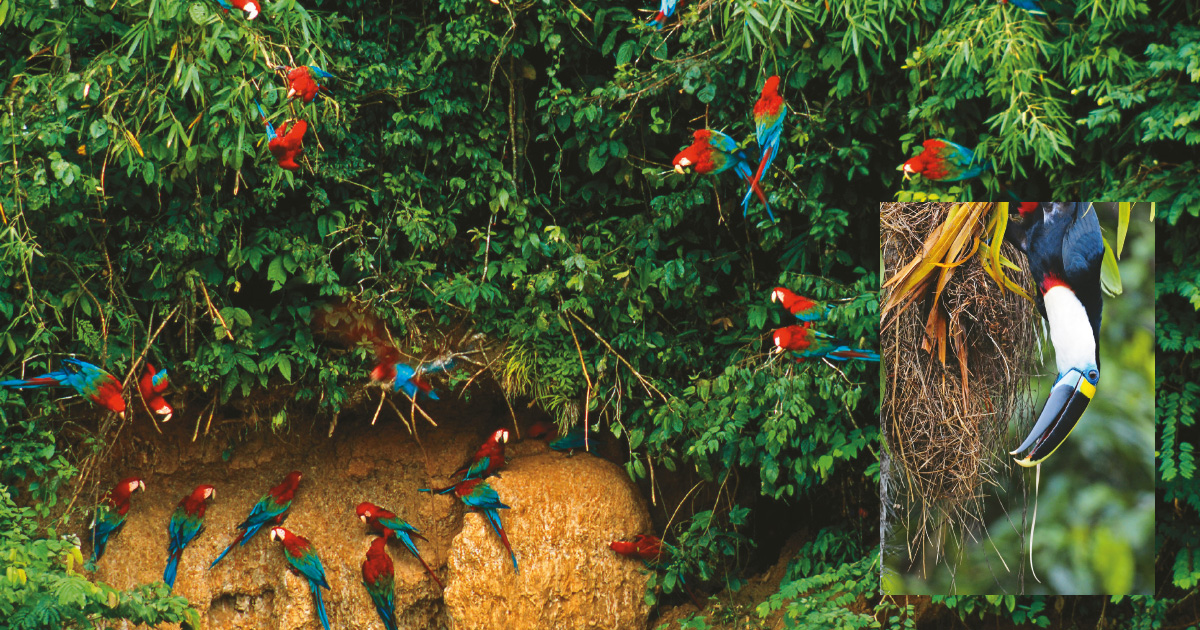 El Amazonas, un Paraíso Tropical para Los Loros