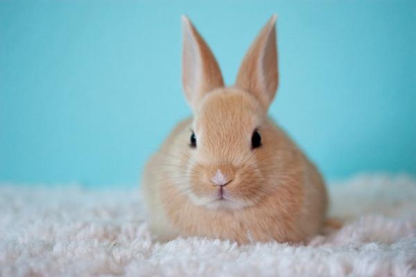 El Conejo Toy, un Pequeño y Tierno Compañero