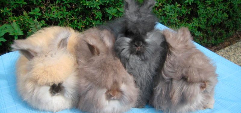 conejos angora imagen