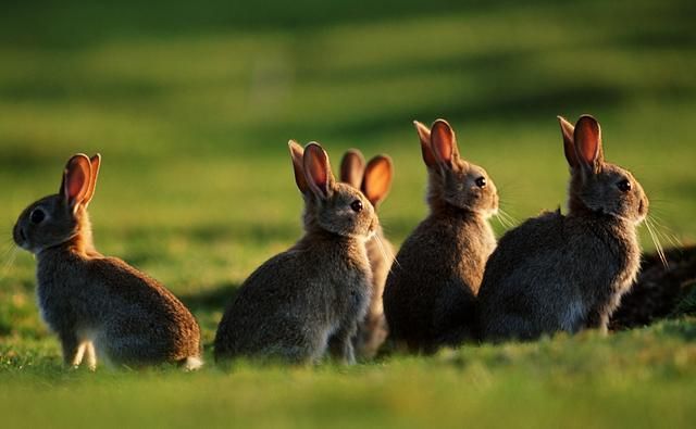 Australia, Prohibido tener un Conejo de Mascota